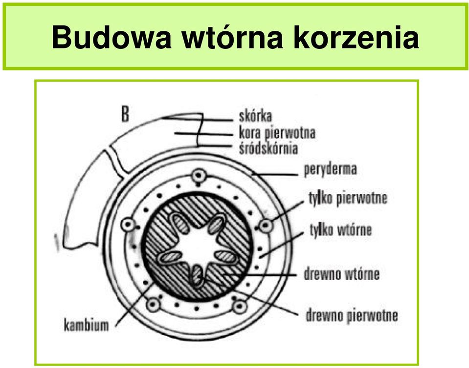 korzenia