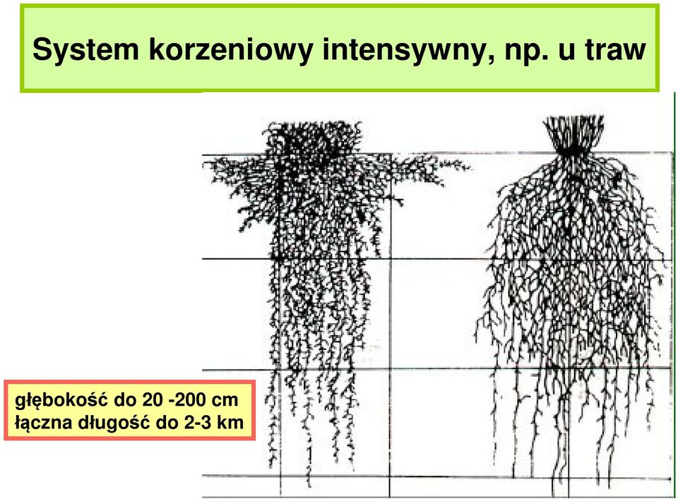 u traw głębokość do