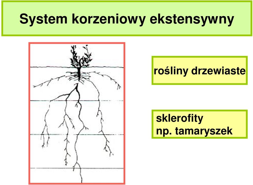 rośliny drzewiaste