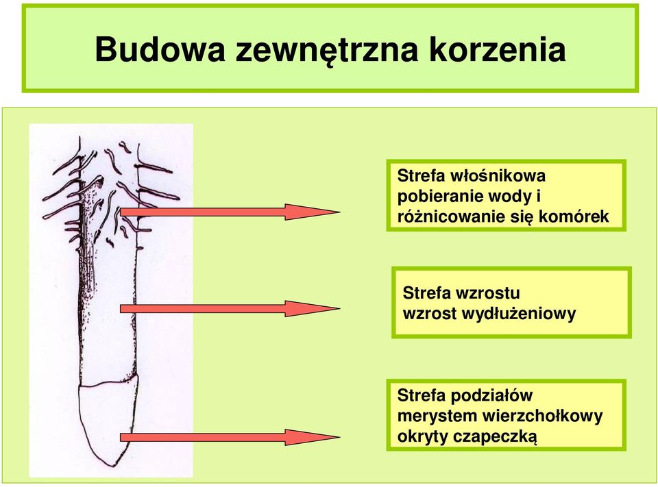 Strefa wzrostu wzrost wydłużeniowy Strefa