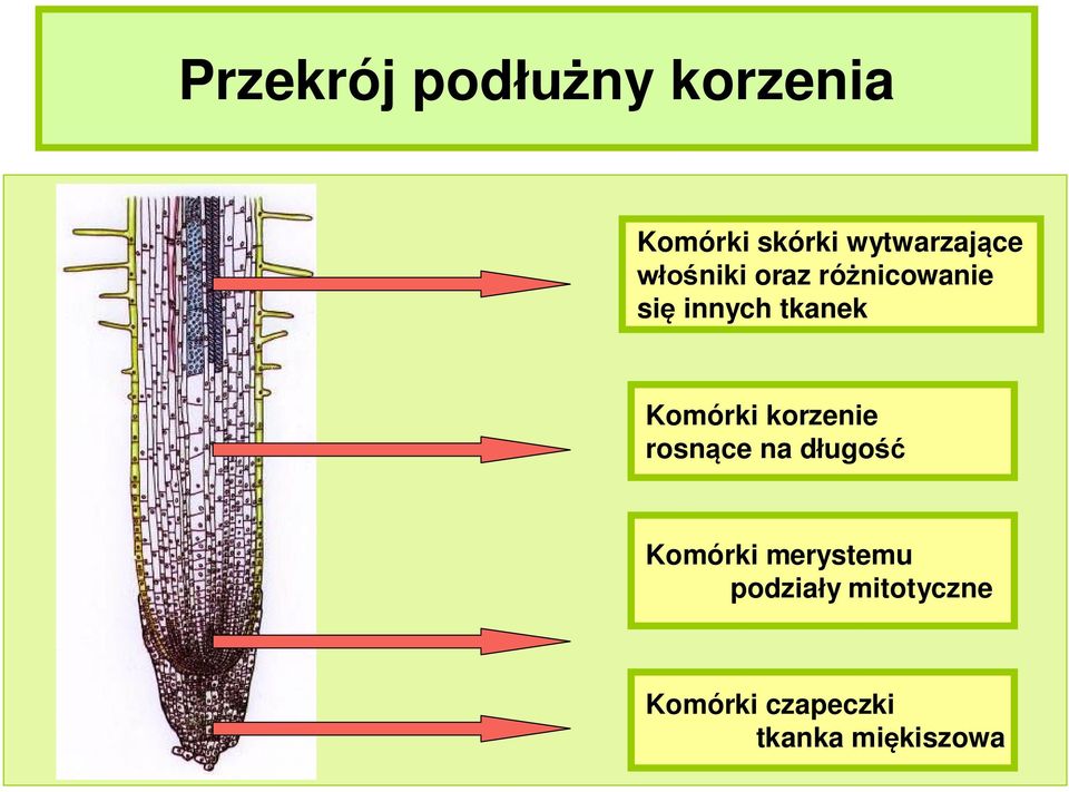 tkanek Komórki korzenie rosnące na długość Komórki