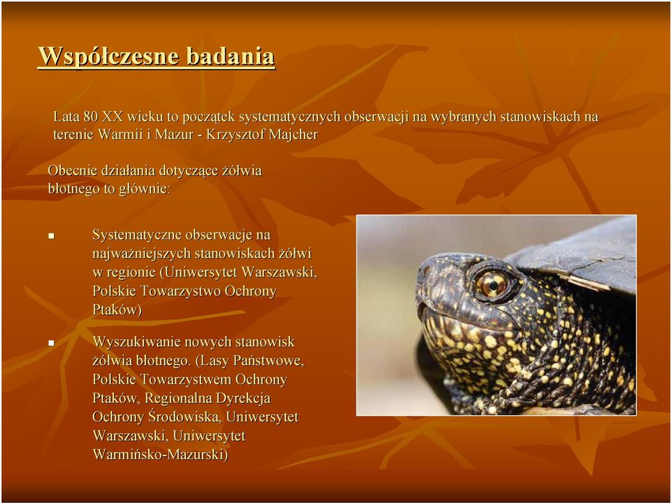 żółwi w regionie (Uniwersytet Warszawski, Polskie Towarzystwo Ochrony Ptaków) Wyszukiwanie nowych stanowisk żółwia błotnego.