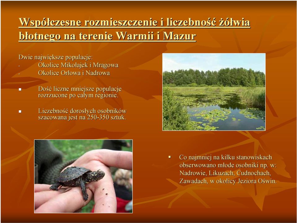 rozrzucone po całym regionie. Liczebność dorosłych osobników szacowana jest na 250-350 sztuk.