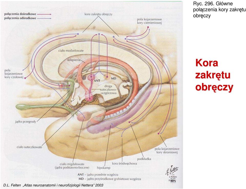 obręczy Kora zakrętu obręczy D.L.