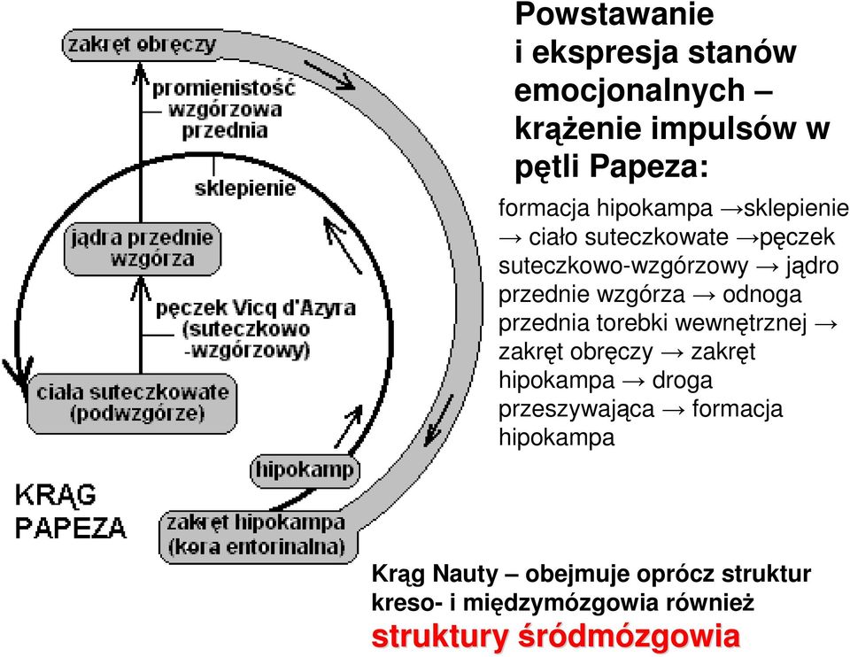 odnoga przednia torebki wewnętrznej zakręt obręczy zakręt hipokampa droga przeszywająca