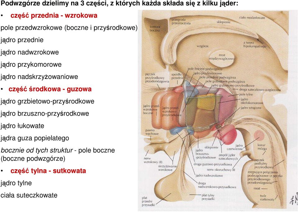 część ęśćśrodkowa - guzowa jądro grzbietowo-przyśrodkowe jądro brzuszno-przyśrodkowe jądro łukowate jądra guza