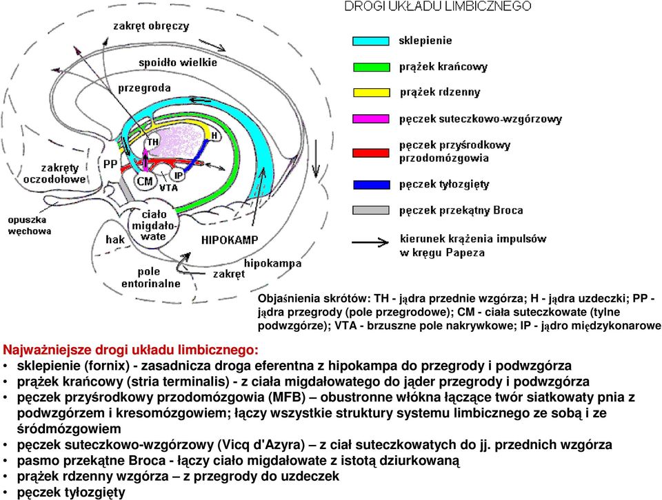 (stria terminalis) - z ciała migdałowatego do jąder przegrody i podwzgórza pęczek przyśrodkowy przodomózgowia (MFB) obustronne włókna łączące twór siatkowaty pnia z podwzgórzem i kresomózgowiem;