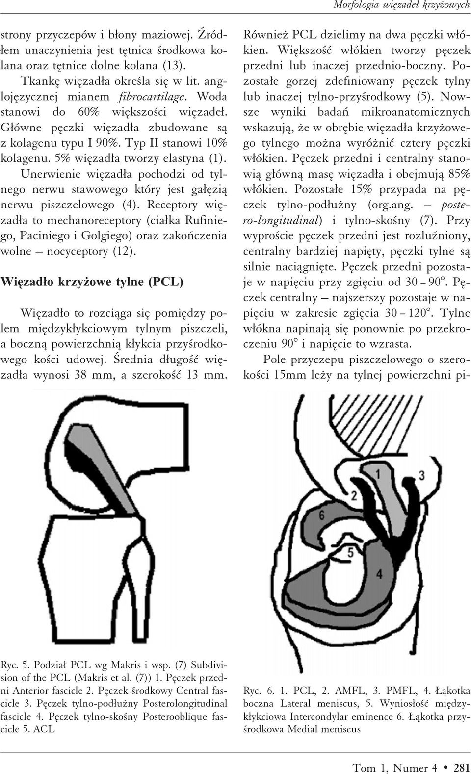 Unerwienie wiæzadæa pochodzi od tylnego nerwu stawowego który jest gaææziå nerwu piszczelowego (4).