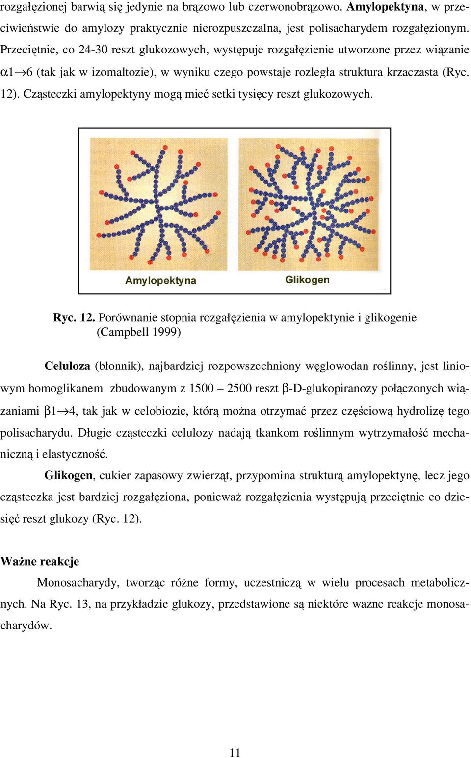 Cząsteczki amylopektyny mogą mieć setki tysięcy reszt glukozowych. Ryc. 12.