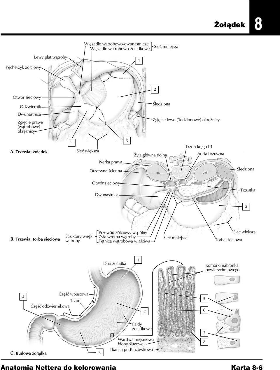 Trzewia: żołądek Sieć większa Nerka prawa Żyła główna dolna Trzon kręgu L Aorta brzuszna Otrzewna ścienna Śledziona Otwór sieciowy Dwunastnica Trzustka B.