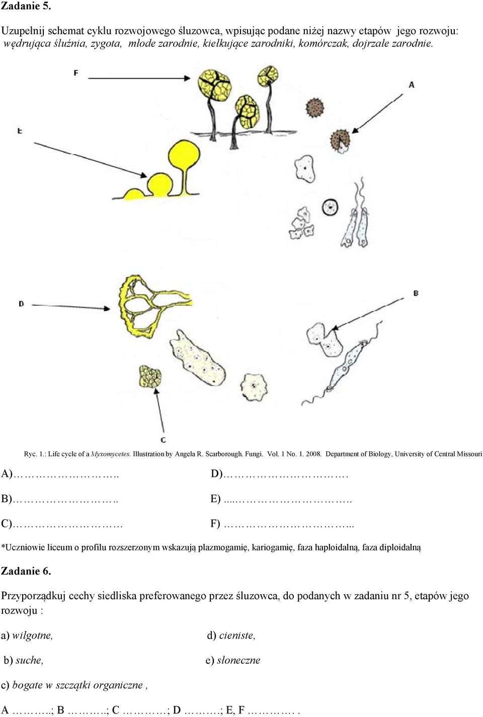 zarodnie. Ryc. 1.: Life cycle of a Myxomycetes. Illustration by Angela R. Scarborough. Fungi. Vol. 1 No. 1. 2008. Department of Biology, University of Central Missouri A).. B).