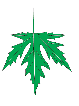 MATERIAŁ I METODY Materiał do badań nad zmiennością liści klonu A. saccharinum 1 został zebrany z 17 stanowisk (1 stanowisko 1 drzewo) na terenie Słupska.