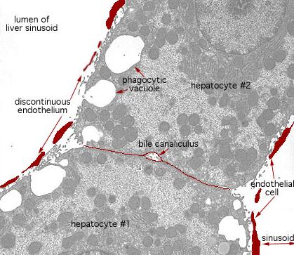 makrofagów: niszczenie starych erytrocytów, rozkład hemoglobiny, wydzielanie białek