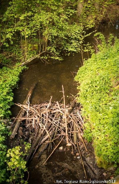 Czerpać u źródła. Fragment trasy niebieskiej biegnie wzdłuż rzeki Pasłęki której źródła znajdują się w okolicy wsi Gryźliny czyli ok.