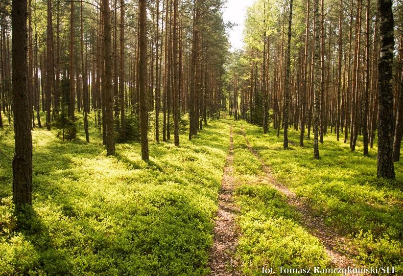 Dla wytrawnych piechurów (9.5 km) czas ok.