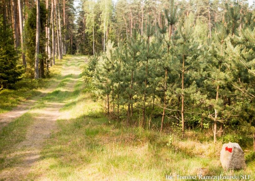 zaczynamy od miejsca postojowego przy trasie Olsztynek-Podlejki: idziemy trasą czerwoną, kamienne kierunkowskazy wskazują nam drogę. Po przejściu ok.