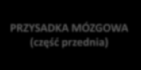 Hormony wytwarzane przez gruczoły dokrewne: LIBERYNY hormony uwalniające kortykoliberyna (CRH) melanoliberyna (MRH) tyreoliberyna (TRH) somatoliberyna (SRH, GHRH) gonadoliberyna (GnRH) powstają w