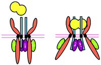 Extracellular signaling Pods