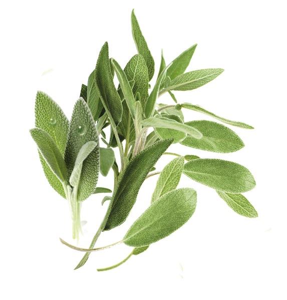 Historia składników NOWOŚĆ! Ekstrakt z Szałwi [Salvia Officinalis ekstrakt z liści] Zielone liście szławi są bogate w przeciwutleniacze znane z właściwości stymulujących i ożywiających.