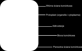 Budowa Ogranicza wzrost komórki, nadaje jej kształt i sztywność. Chroni przed urazami mechanicznymi, infekcjami bakteryjnymi i wirusowymi, nadmierną utratą wody, nadmiernym parowaniem.