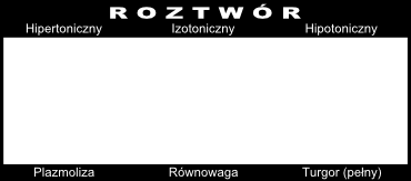 cytoplazmy powodujące uwypuklanie błony umożliwia przemieszczanie się tych komórek (ruchem pełzakowatym ameboidalny).