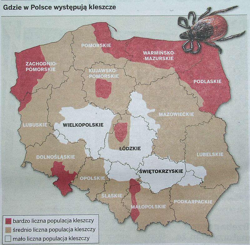 Występowanie schematyczna mapa Najwięcej kleszczy jest w