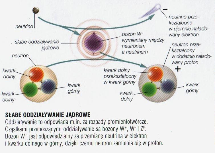 Oddziaływania Słabe 2006 Encyklopedia Wszechświata, PWN Oddziaływania słabe i oddziaływania E-M, okazały się