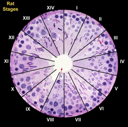 Układ stadiów cyklu wzdłuż kanalika Human VI Rat Segmentowy II