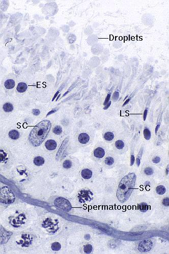 Komórki Sertoliego FSH-R Podporowa zaopatrzenie komórek germinalnych w składniki odżywcze Fagocytarna fagocytoza cytoplazmy resztkowej, powstałej w wyniku różnicowania spermatyd, fagocytoza resztek