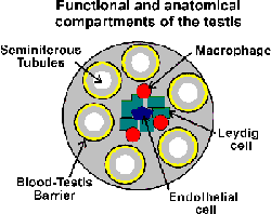 Bariera krew-jądro Wyspecjalizowane połączenia pomiędzy komórkami Sertoliego