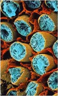 * Tkanka śródmiąższowa Tkanka łączna luźna, leżącą pomiędzy kanalikami plemnikotwórczymi i zawiera: Fibroblasty, makrofagi, komórki tuczne Kolagen i substancję