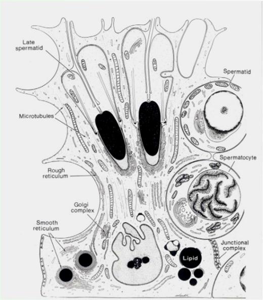 Kanalik plemnikotwórczy Komórka Sertoliego Komórki interstitium Naczynie krwionośne Kanalik kręty (nasienny) Nabłonek plemnikotwórczy Komórki Sertoliego (somatyczne komórki postmitotyczne) Komórki