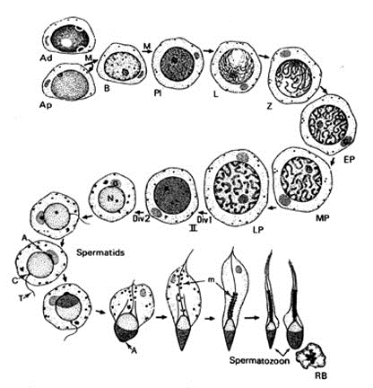 Ad ciemne Sper ma to go nie A jasne Spermatocyty I B Spermatocyty II Spermatogeneza Swoisty biologicznie i kontrolowany hormonalnie proces podziałów i transformacji, w którym z komórki macierzystej