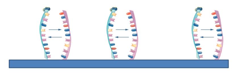 ptyczne biosensory DNA - sensor z