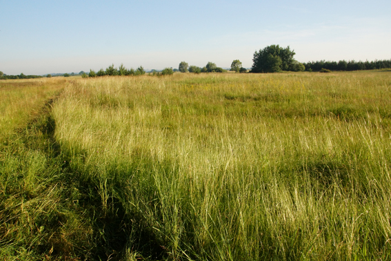 Fot. 4. Rozległy płat obficie rosnącego krwiściąga poza terenem planowanej inwestycji, na działce 620 pomiędzy młodymi sosnami (fot. Ł. Przybyłowicz).