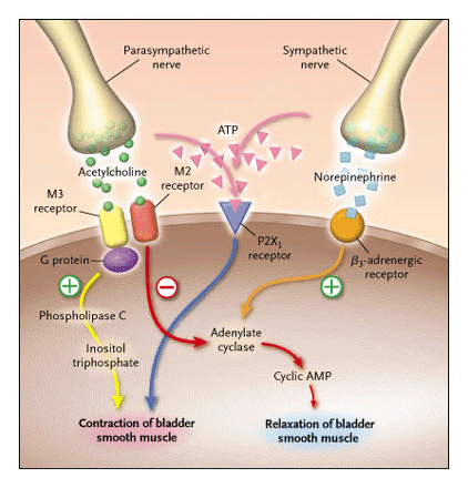 BOTOX moduluje zarówno afferentne jak i efferentne przewodnictwo Droga efferentna Droga afferentna Blokuje wydzielania neurotransmitera w zakończeniach cholinergicznych Acetylocholina BOTOX CGRP