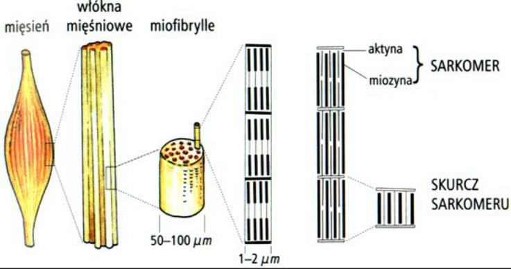 Poziomy organizacyjne Miofibryla składa się z sarkomerów, natomiast sarkomer składa się z cieniutkich pręcików zwanych miofilamentami. Miofilamenty składają się z dwóch części.