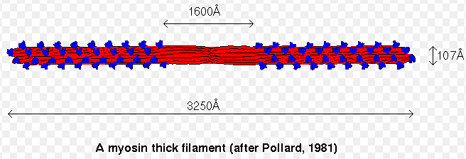 Miozyna gruby filament Miozyna I 70nm Miozyna II MIOZYNA II jest zbudowana z pary identycznych cząsteczek utrzymywanych razem dzięki tworzeniu przez ich ogony struktury typu superhelisy Ogony