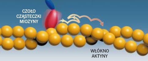 Ciekawostka Miozyna wykonuje losowo skoki o długości od 5.5 do 27.5 nm.