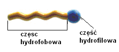 PRAWDA FAŁSZ E. Limonene poprawia smak pasty. PRAWDA FAŁSZ 6. Zaznacz na rysunku część hydrofilową i hydrofobową substancji. Podkreśl wyrażenia tak, aby zdania były prawdziwe. 1 p.