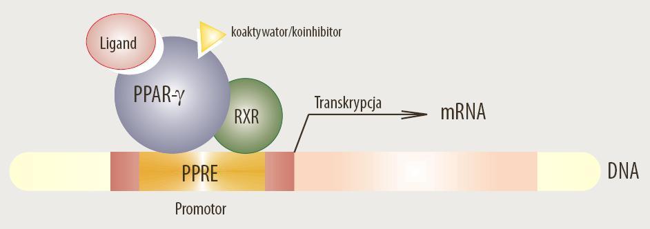 Lek + receptor (aktywowany przez proliferatory peroksysomów z rec jądrowym dla kw retinoidowego)