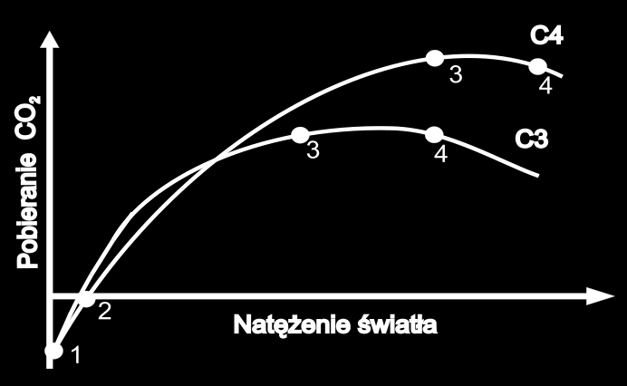 Zależnośd intensywności fotosyntezy roślin C3 i C4 od natężenia promieniowania krzywa świetlna fotosyntezy Linia zielona pokazuje zmiany natężenia fotosyntezy mierzone jako pobieranie CO 2 dla roślin