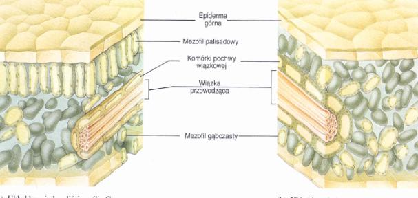 Różnice anatomiczne pomiędzy roślinami C3 i C4 Typ fotosyntezy C3 C4 Gatunki ważne z ekonomicznego punktu widzenia Budowa anatomiczna liścia ryż, ziemniak, jęczmieo, pomidor, fasola Miękisz