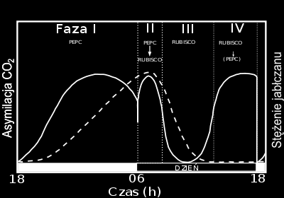 pl.wikipedia.org/wiki/fotosynteza_cam zatrzymaniu w tkankach. Jednak w ciągu dnia, rośliny mogą wykorzystywać energię świetlną w przemianach fazy jasnej fotosyntezy, dzięki czemu powstaje ATP i NADPH.