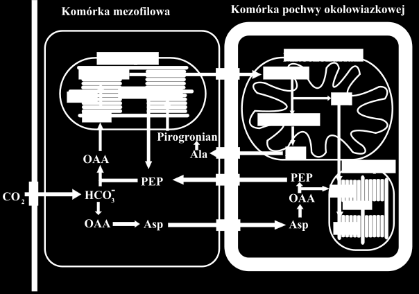 Typy roślin o fotosyntezie C4 Podtyp PEP-CK.