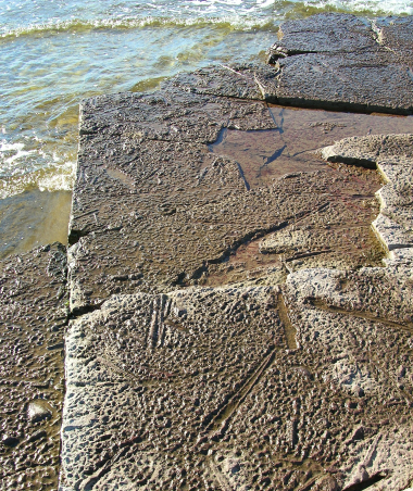 Rekonstrukcja paleośrodowisk seminarium Prowadzący dr Robert Niedźwiedzki Współczesna