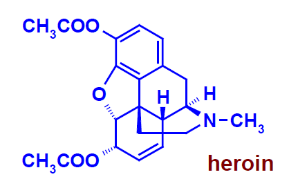 Bariera krew-mózg Wysoka aktywność heroiny związana jest z jej łatwym przejściem bariery krew-mózg W mózgu jest hydrolizowana do morfiny (usuwane