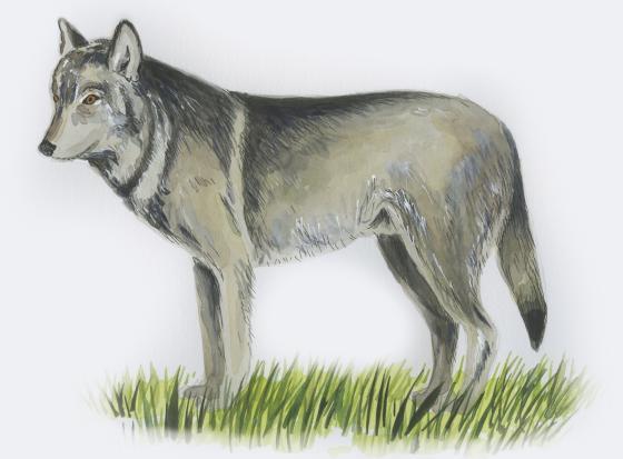 Wilk Canis lupus długość: 1-1,6 m (+ 40-50 centymetrowy ogon), wysokość w kłębie: 80-100 cm, ciężar: 27-54