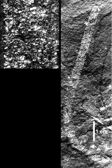 początek kambru i paleozoiku budowa rurek z dobranego materiału niewiele później