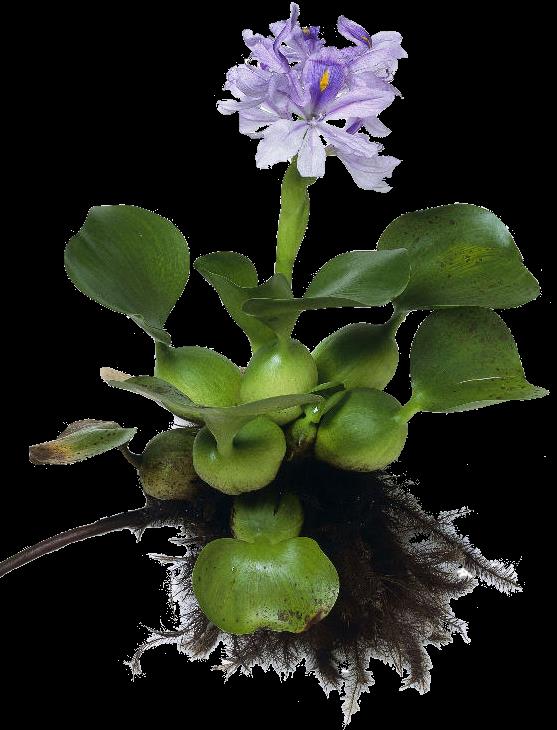 ORGANIZMY klonalne ramet hiacynta wodnego Eichornia crassipes rozmnażanie bezpłciowe dobrą metodą oportunistycznego opanowania biotopu powszechne w świecie roślin